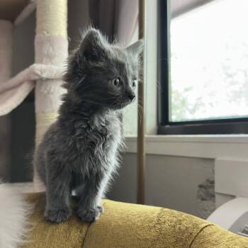 Dime -  Domestic Long Hair Cat for Adoption in Durango, Colorado - Dime | PetCurious