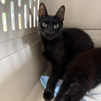 Madea Rayburn -  Domestic Short Hair Cat for Adoption in Woodstock, Virginia - Madea Rayburn | PetCurious