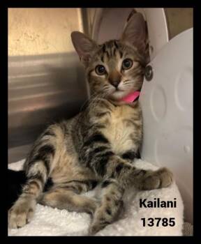 Rescue Domestic Short Hair and Tabby Cats for Adoption in Marietta, Georgia - KAILANI | PetCurious