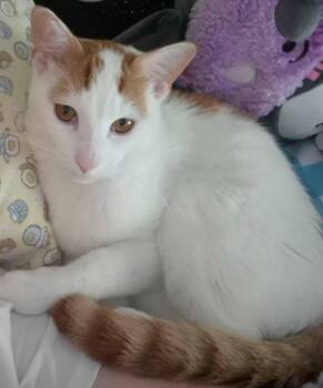 Yoshi  1 yr -  Domestic Short Hair Cat for Adoption in Sterling, Massachusetts - Yoshi  1 Yr | PetCurious