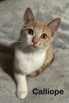 Calliope -  Tabby Cat for Adoption in Wyandotte, Michigan - Calliope | PetCurious