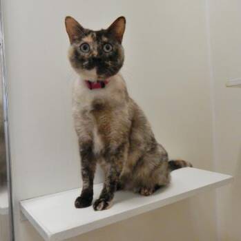 Rescue Domestic Short Hair Cats for Adoption in Sacramento, California - Pretty Girl | PetCurious