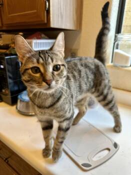 Loki -  Tabby and Domestic Short Hair Cat for Adoption in Phoenix, Arizona - Loki | PetCurious