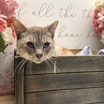 American Shorthair Cats Available for Adoption - Gobi | PetCurious