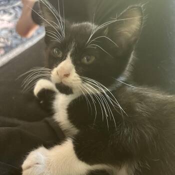 Ella -  American Shorthair Cat for Adoption in Lilburn, Georgia - Ella | PetCurious