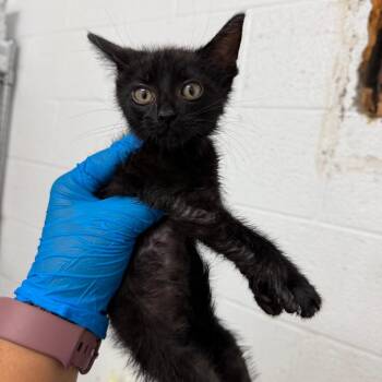Jelly Bean -  Domestic Short Hair Cat for Adoption in Edinburg, Texas - Jelly Bean | PetCurious
