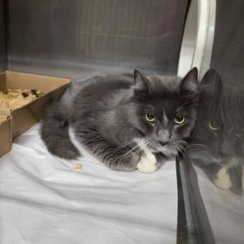 A230122 -  Domestic Medium Hair Cat for Adoption in Woodland, California - A230122 | PetCurious