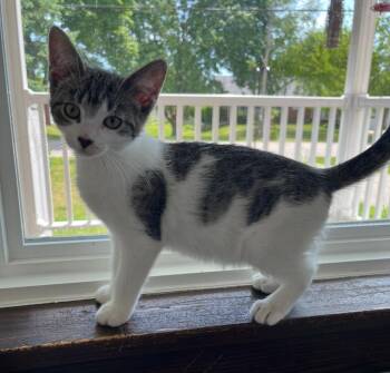 Lillyanne -  Domestic Short Hair Cat Available for Adoption in Taycheedah, Wisconsin - Lillyanne | PetCurious