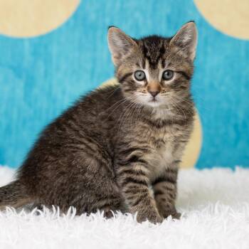 Rescue Domestic Short Hair Cats for Adoption in Saint Paul, Minnesota - Belladonna | PetCurious