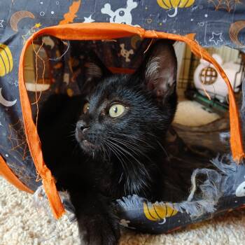 Seamus -  Domestic Short Hair Cat Available for Adoption in Duluth, Georgia - Seamus | PetCurious