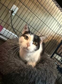 Rescue Domestic Short Hair Cats for Adoption in Chattanooga, Tennessee - Emma Kate | PetCurious