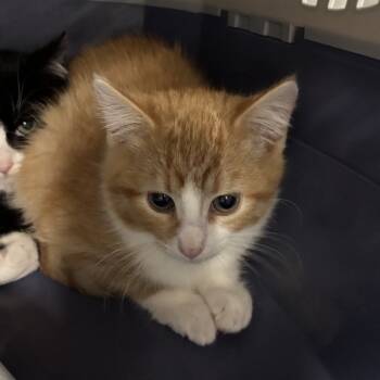 Rescue Domestic Short Hair Cats for Adoption in Salt Lake City, Utah - Bordeaux | PetCurious