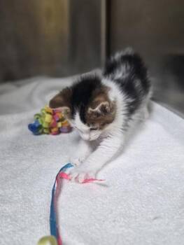 Greg -  Domestic Short Hair Cat for Adoption in Westland, Michigan - Greg | PetCurious