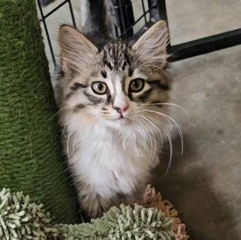 HONOR -  Domestic Long Hair and Maine Coon Cat for Adoption in Pinedale, Wyoming - HONOR | PetCurious