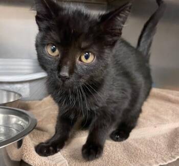 Rescue Domestic Short Hair Cats for Adoption in Houghton Lake, Michigan - Harry | PetCurious