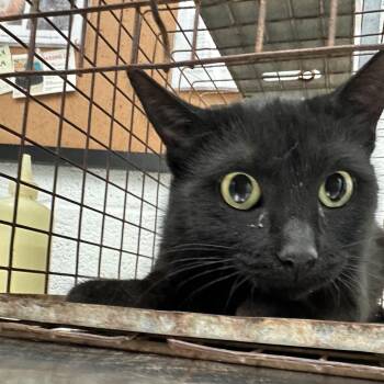 Domestic Short Hair Cats Available for Adoption - Shayna | PetCurious