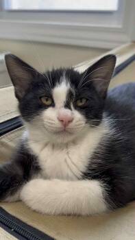 Rescue Domestic Short Hair Cats for Adoption in Royal Oak, Michigan - Slugger | PetCurious