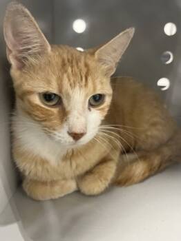 Rescue Domestic Short Hair Cats for Adoption in Cumming, Georgia - Buffy 1457-25 | PetCurious