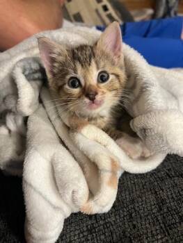 Rescue Domestic Short Hair Cats for Adoption - Bugaboo | PetCurious