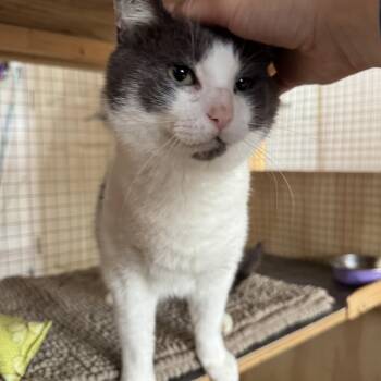 Glen -  Domestic Short Hair Cat for Adoption in Courtenay, British Columbia - Glen | PetCurious
