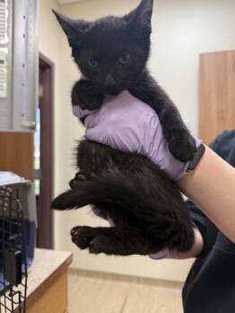 Rescue Domestic Short Hair Cats for Adoption in West Chester, Pennsylvania - Nightshade | PetCurious