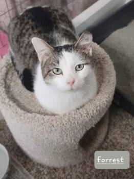 Rescue Domestic Short Hair Cats for Adoption in Walworth, Wisconsin - Forrest | PetCurious