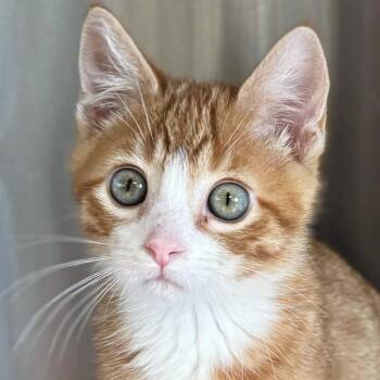 Rescue Domestic Short Hair Cats for Adoption in Jefferson, Wisconsin - Diesel - Reduced Fee! | PetCurious