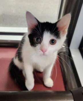 IVY -  Domestic Short Hair Cat for Adoption in Kalamazoo, Michigan - IVY | PetCurious