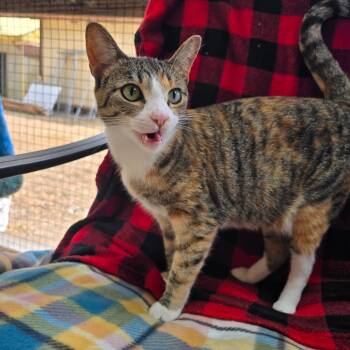 Rescue Domestic Short Hair Cats for Adoption in Fort Bragg, California - Gypsy | PetCurious