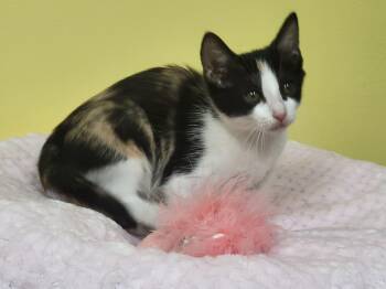 Fancy -  Domestic Short Hair Cat Available for Adoption in Memphis, Tennessee - Fancy | PetCurious