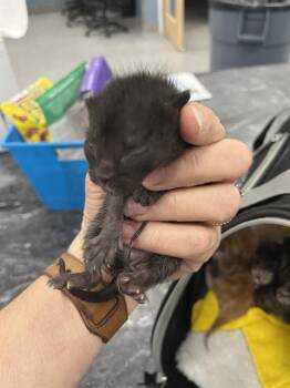 LUNA -  Domestic Short Hair Cat for Adoption in Palmetto, Florida - LUNA | PetCurious