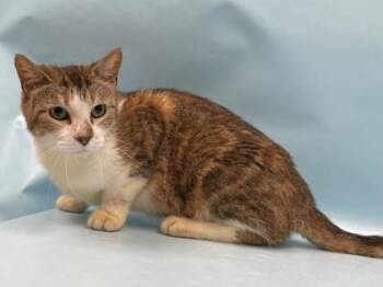 Sage -  Domestic Short Hair Cat for Adoption in Minneapolis, Minnesota - Sage | PetCurious