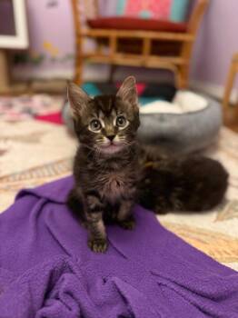 Domestic Short Hair Cats Available for Adoption in Seattle, Washington - Noodle | PetCurious