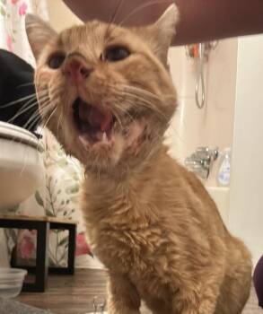 Lucky -  Domestic Short Hair Cat for Adoption in Mustang, Oklahoma - Lucky | PetCurious