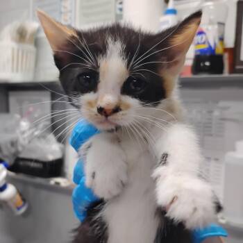 Domestic Short Hair Cats Available for Adoption in Summerville, South Carolina - Fay | PetCurious