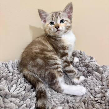 Agave -  Domestic Medium Hair Cat for Adoption in Agoura Hills, California - Agave | PetCurious