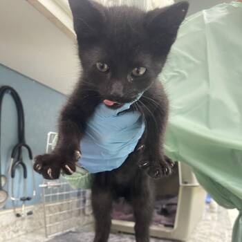 Curie w/ Einstein -  Domestic Short Hair Cat for Adoption in Flagstaff, Arizona - Curie W/ Einstein | PetCurious