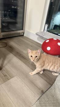 Domestic Short Hair Cats Available for Adoption - Peta “sharing Brain Cell With His Brother” 7mo | PetCurious