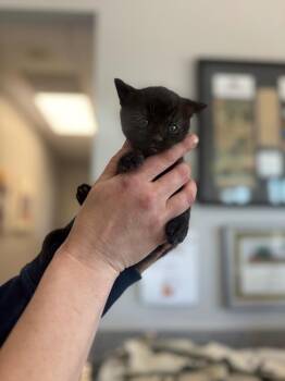 Domestic Short Hair Cats Available for Adoption in Angola, Indiana - Uhura | PetCurious