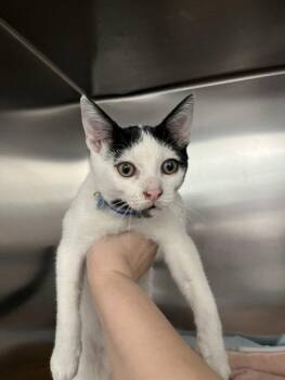 SNOOPY -  Domestic Short Hair Cat for Adoption in Woodland, California - SNOOPY | PetCurious