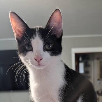 Domino -  Domestic Short Hair Cat for Adoption in Sonora, California - Domino | PetCurious