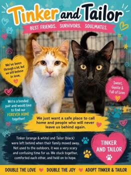 Tabby Cats Available for Adoption in Greenville, Delaware - Tinker & Tailor: Bonded (05/15/26-23,40 Trainer) | PetCurious