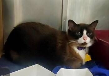 Snowshoe Cats Available for Adoption in St. Louis, Missouri - WILEY | PetCurious