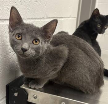 NICKEL -  Domestic Short Hair Cat for Adoption in Indianapolis, Indiana - NICKEL | PetCurious