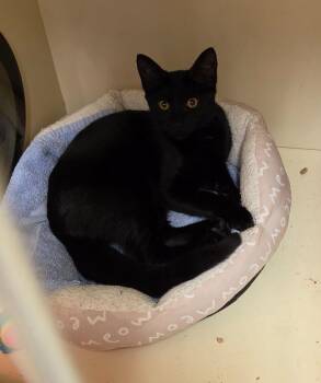 Sidney -  Domestic Short Hair Cat for Adoption in Windsor, Connecticut - Sidney | PetCurious