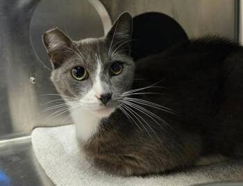 POSEY -  Domestic Short Hair Cat for Adoption in Martinez, California - POSEY | PetCurious