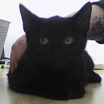 Domestic Short Hair Cats Available for Adoption - Dunkin | PetCurious