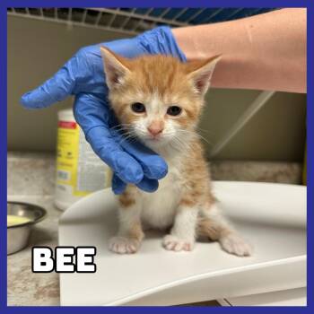 Domestic Short Hair Cats Available for Adoption - Bee | PetCurious