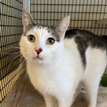 Domestic Short Hair Cats Available for Adoption - Samuel | PetCurious