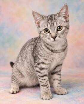 Harper (wobbly kitten syndrome) -  Domestic Short Hair Cat for Adoption in The Woodlands, Texas - Harper (wobbly Kitten Syndrome) | PetCurious